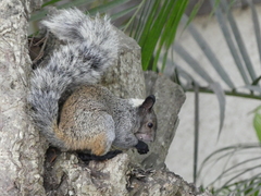 Sciurus stramineus