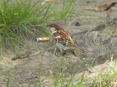 Passer domesticus × italiae