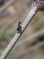 Oxyaciura tibialis
