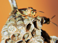 Mischocyttarus angulatus