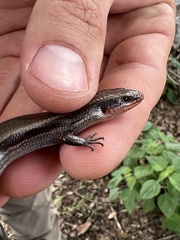 Plestiodon tetragrammus