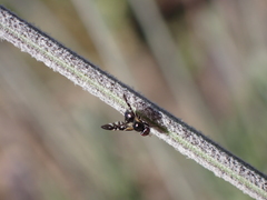 Oxyaciura tibialis