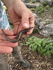 Plestiodon tetragrammus