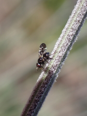Oxyaciura tibialis