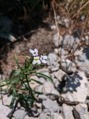 Iberis saxatilis
