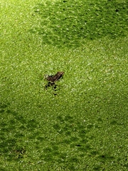 Lithobates yavapaiensis