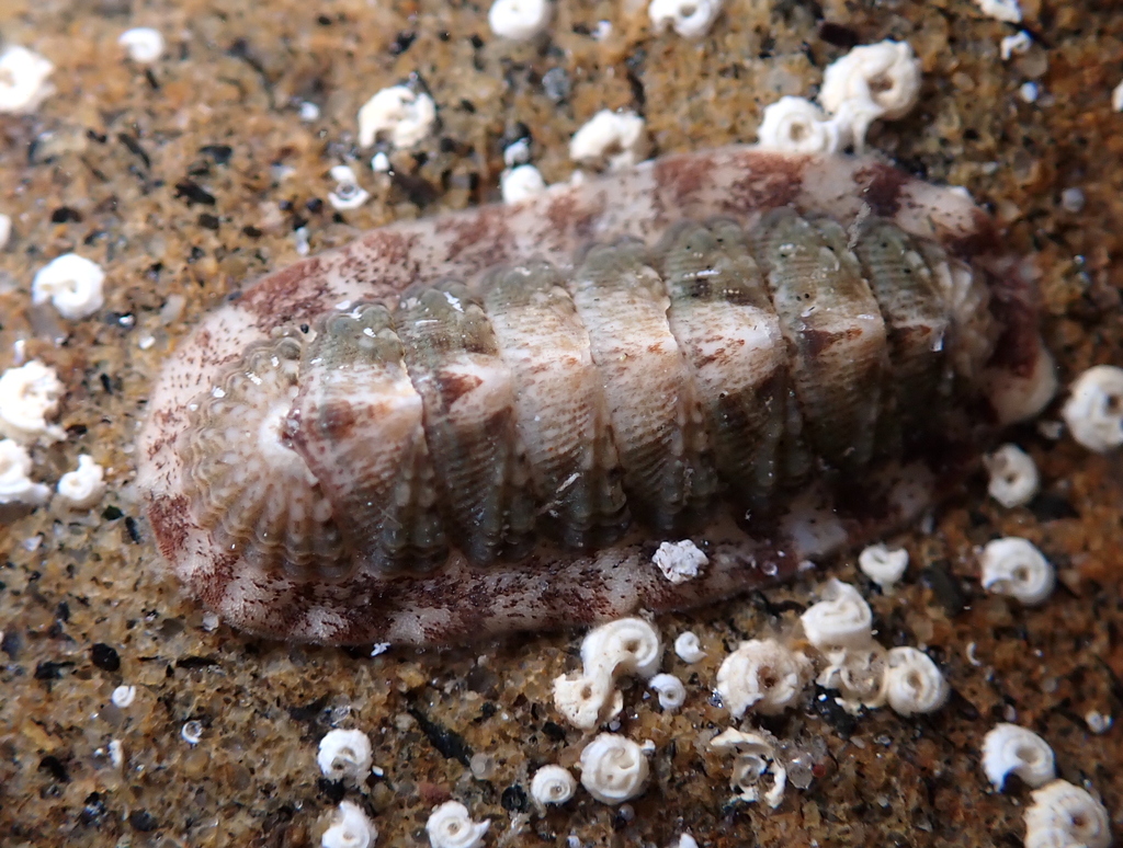 Callistochiton