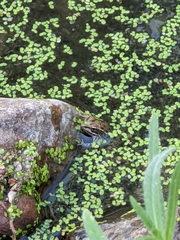 Lithobates yavapaiensis