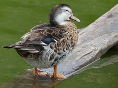 Anas platyrhynchos × Cairina moschata