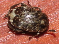 Bruchus pisorum