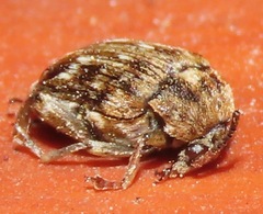 Bruchus pisorum