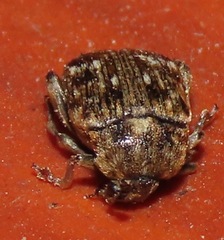 Bruchus pisorum