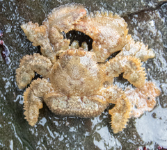 Hapalogaster cavicauda