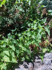 Convolvulus scammonia