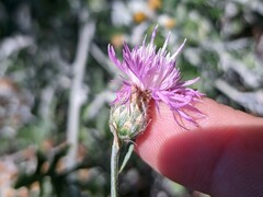 Centaurea caprina