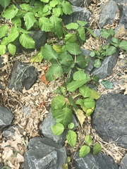 Toxicodendron radicans