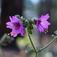 Mirabilis melanotricha