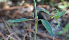 Mirabilis melanotricha