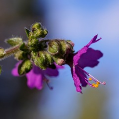 Mirabilis melanotricha
