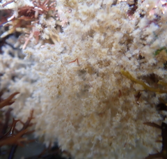 Amathia verticillata