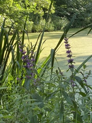 Lythrum salicaria