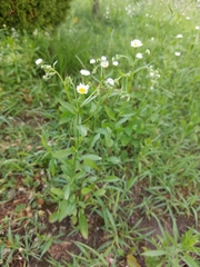 Erigeron strigosus