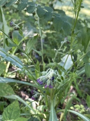 Cynoglossum officinale