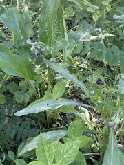 Cynoglossum officinale
