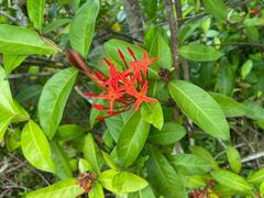 Ixora coccinea