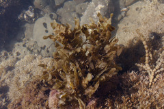 Sargassum sinclairii