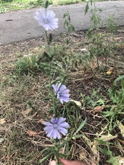 Cichorium intybus