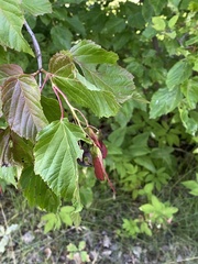 Acer tataricum