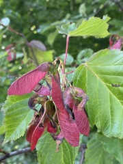 Acer tataricum