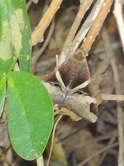Melipotis fasciolaris