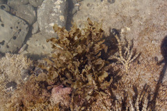 Sargassum sinclairii