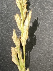 Dactylis glomerata lobata