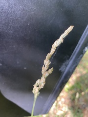 Dactylis glomerata lobata