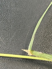 Dactylis glomerata lobata