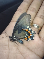 Battus philenor acauda