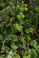Alchemilla propinqua