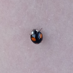 Harmonia axyridis