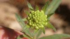 Knautia integrifolia