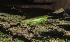 Cephalophlugis cephalotes