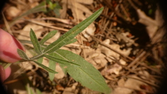 Knautia integrifolia
