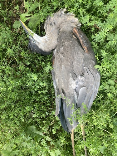 Northeastern Great Blue Heron photographed in Vermont