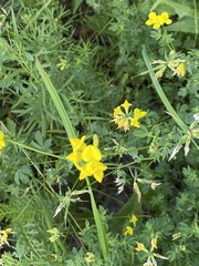 Lotus corniculatus