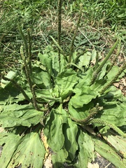 Plantago major