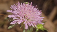Knautia integrifolia