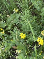 Lotus corniculatus