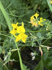 Lotus corniculatus
